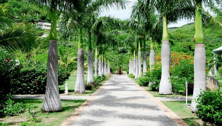 Hình ảnh con đường với hàng cau vua xanh rợp bóng mát