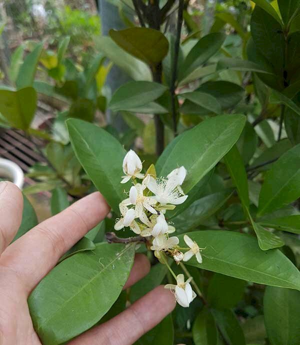 Hình ảnh hoa cherry nở rộ