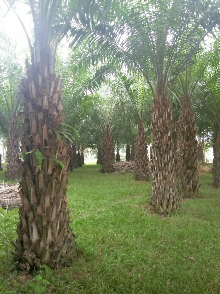 Hình ảnh vườn cây cọ dầu trên bãi cỏ xanh tươi