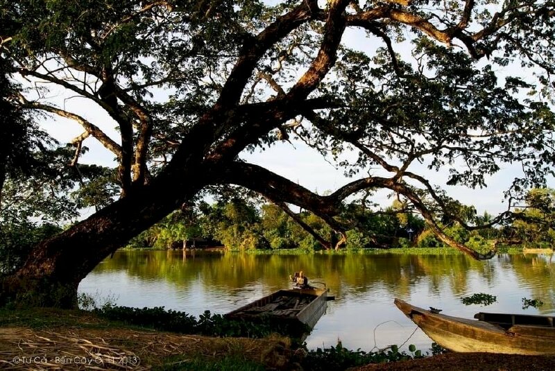 Hình ảnh cây đa bên bến nước cùng vài con đò chờ khách