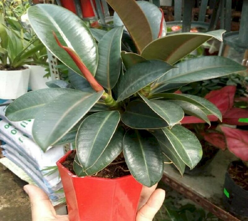 Hình ảnh cây đa Ấn Độ tuyệt đẹp