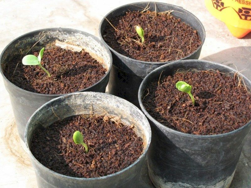 Hình ảnh chậu ươm mầm cây dưa hấu