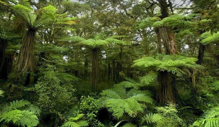 Hình ảnh rừng cây dương xỉ cổ đại