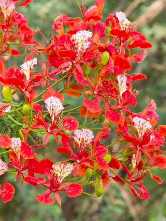 Hình ảnh cây hoa phượng vĩ với góc chụp ảnh cây phượng đỏ báo hiệu mùa hè khác với hình ảnh cây phượng vào mùa xuân và hình ảnh cây phượng vào mùa đông, mỗi mùa đều là những nét đẹp riêng