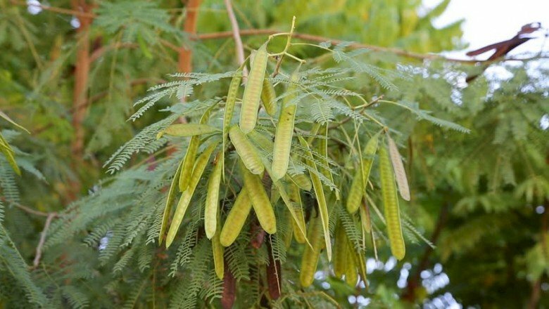 Hình ảnh quả cây keo dậu