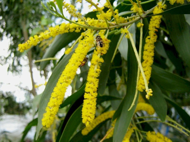 Hình ảnh hoa keo lá tràm