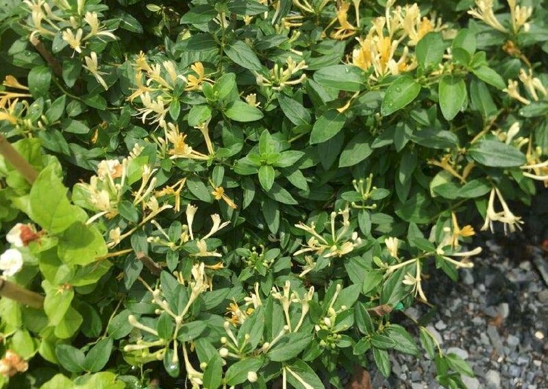 Hình ảnh giàn kim ngân hoa màu vàng