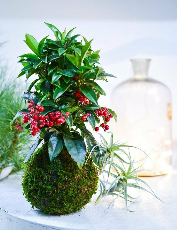 Hình ảnh cây kim ngân lượng trang trí rất đẹp mắt