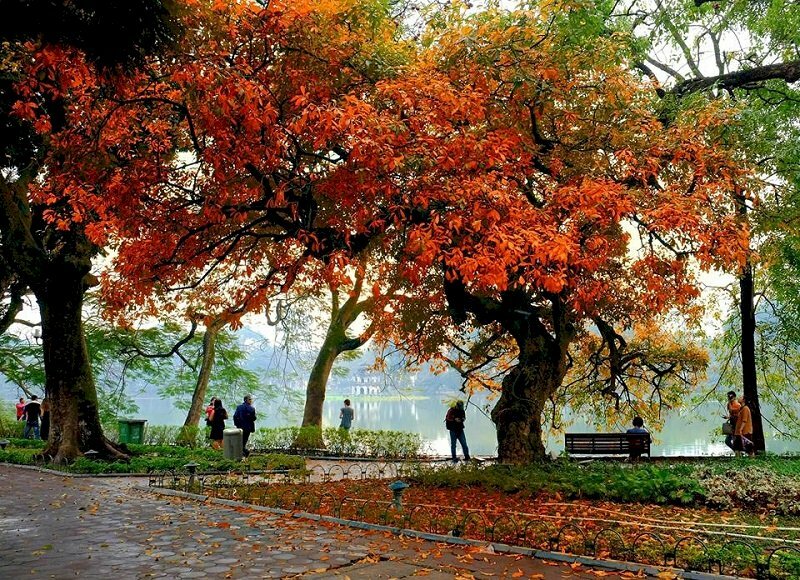Ảnh lộc vừng Hồ Gươm mùa thu đỏ rực
