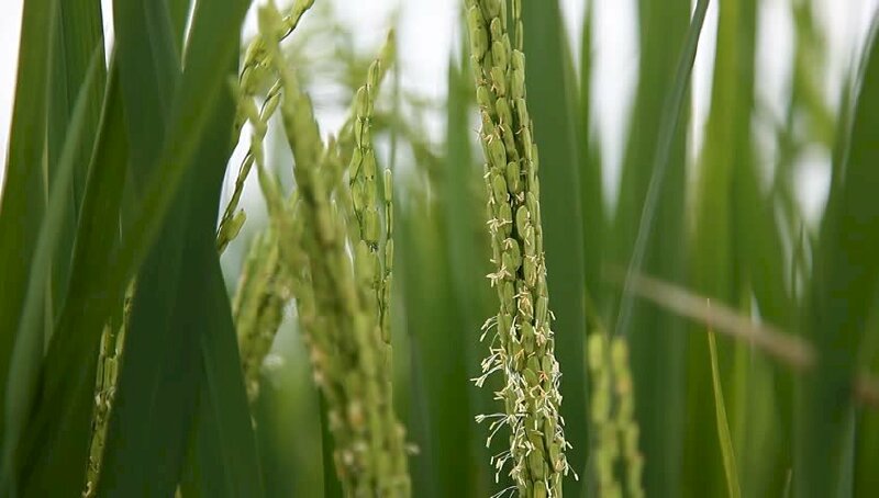 Hình ảnh cây lúa Việt Nam, một trong những biểu trượng của nền nông nghiệp Việt Nam