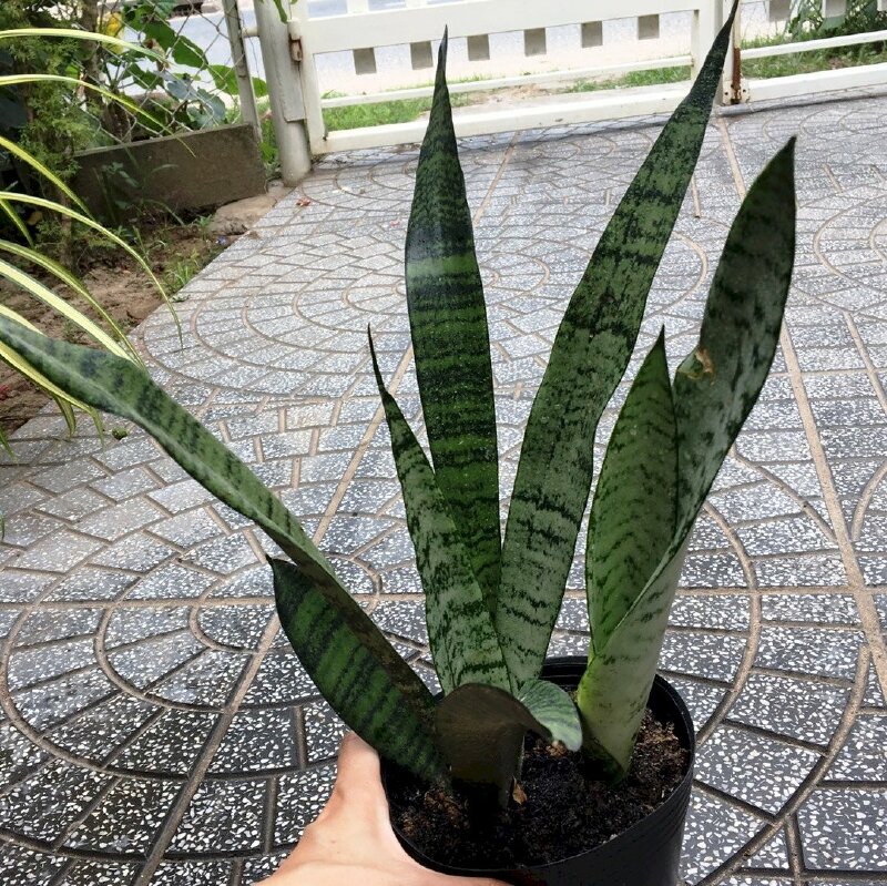 Ảnh lưỡi hổ xanh trồng chậu