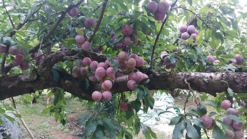 Hình ảnh cây mận hậu sai quả