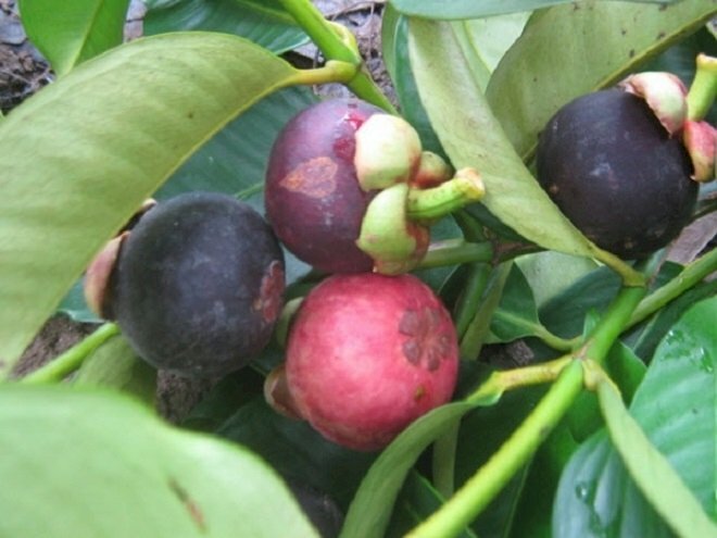 Hình ảnh những quả măng cụt núp trong tán lá cây