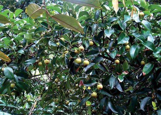 Hình ảnh cây măng cụt cho quả màu vàng
