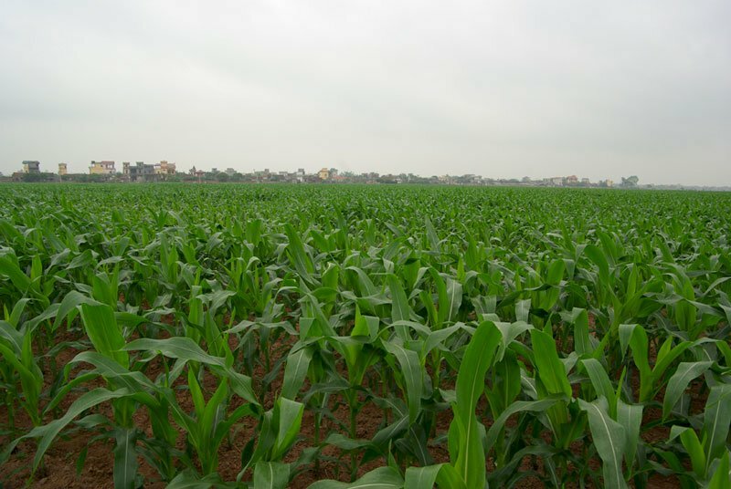 Hình ảnh vườn ngô nếp mới lớn