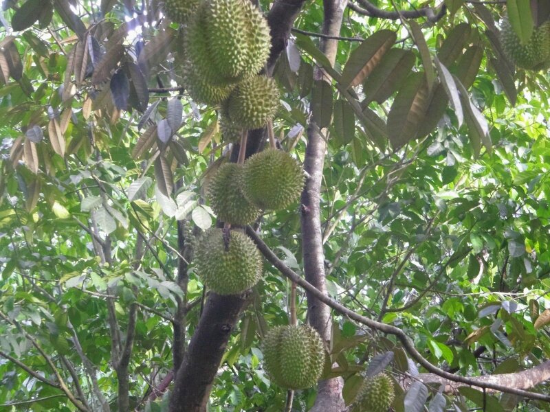 Hình ảnh cây sầu riêng đẹp sai trĩu quả