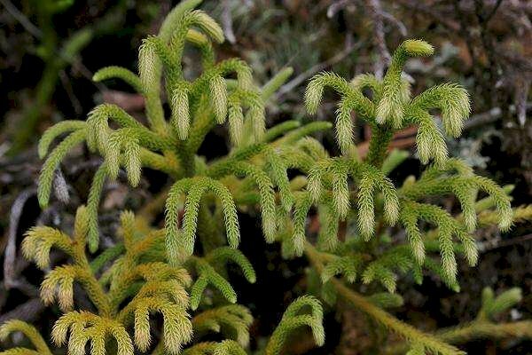 Hình ảnh cây mộc thông với nhiều nhánh lá rất đẹp