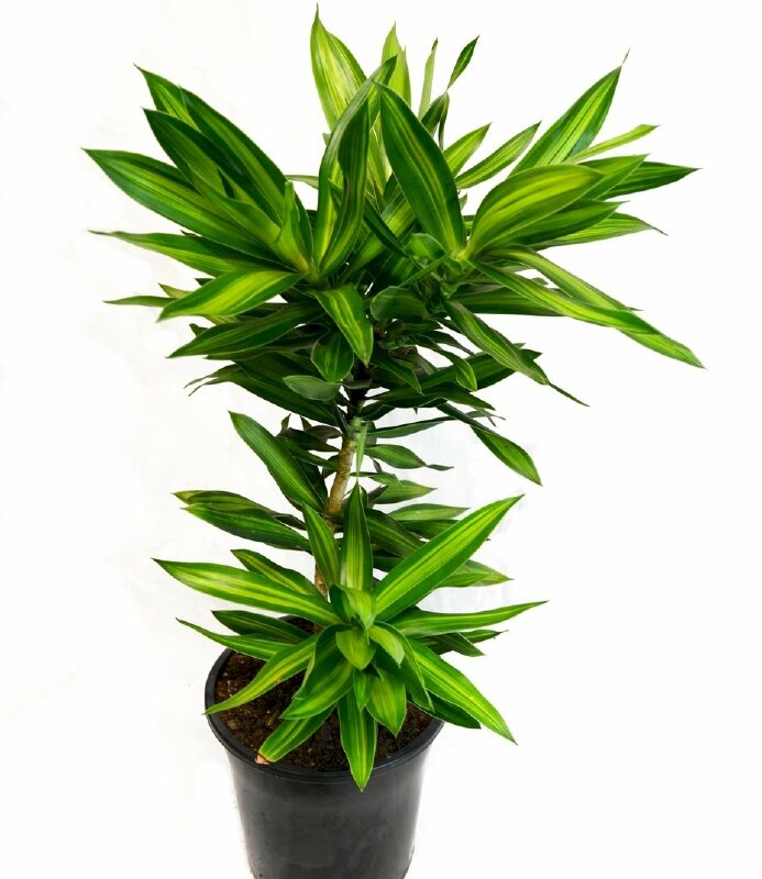 Hình ảnh cây trúc đẹp trang trí trong nhà hợp phong thủy