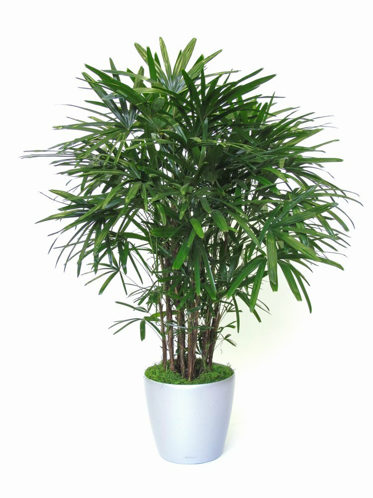 Hình ảnh chậu trúc mây trang trí