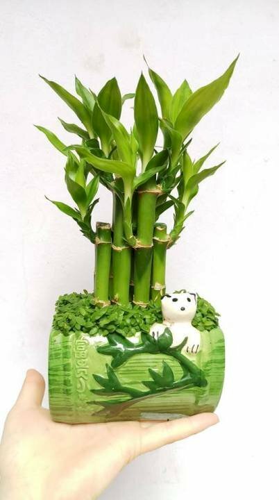 Hình ảnh chậu cây trúc phú quý để bàn