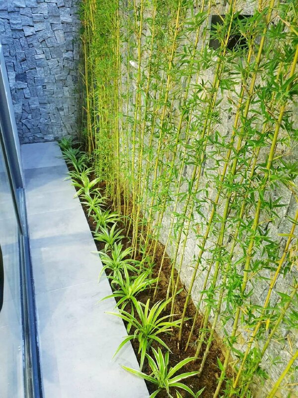 Hình ảnh cây trúc quân tử thân hơi vàng, dáng cây thẳng đứng