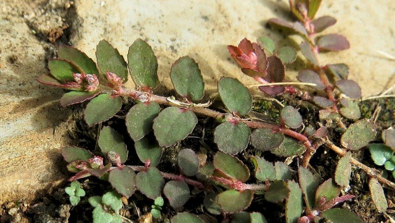 Ảnh lá cây vú sữa đất là bài thuốc quý trong Đông y