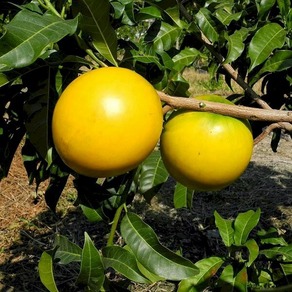 Hình ảnh cây vú sữa hoàng kim cho quả có màu vàng rất đặc biệt