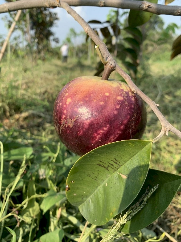 Ảnh vú sữa tím, giống cây được nhiều người săn đón