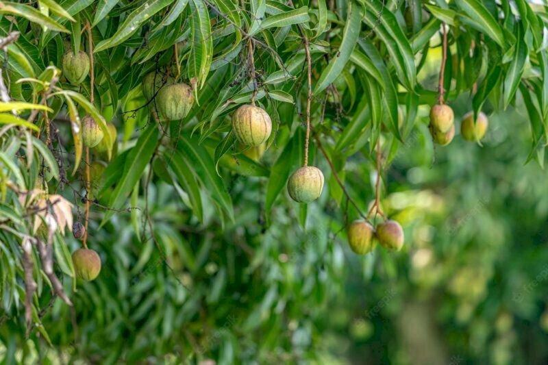 Hình ảnh cây xoài với những quả to tròn vừa chín, đây là loại xoài chua ngọt, khác với hình ảnh cây hồng xiêm xoài, hình ảnh cây xoài cát hòa lộc, hình ảnh cây xoài tượng. Mỗi loại đều có hương vị đặc trưng riêng