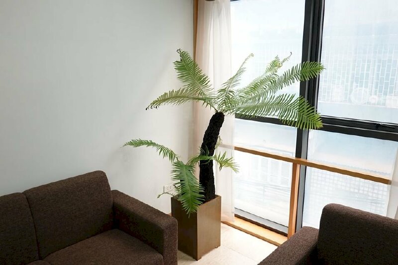 Hình ảnh chậu dương xỉ thân gỗ trang trí bên cửa sổ rất đẹp