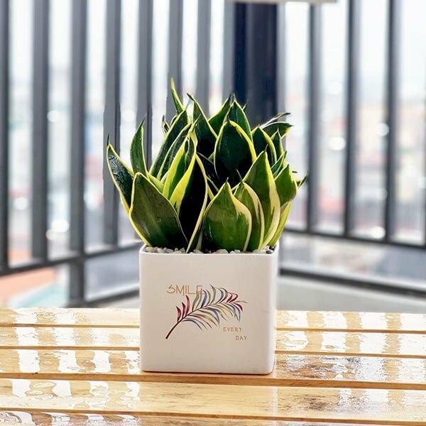 Hình ảnh cây lưỡi hổ trồng chậu mini để bàn học, bàn làm việc