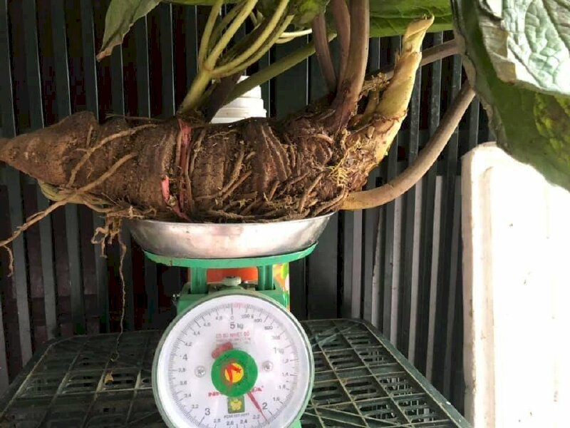 Củ cây thất diệp chi với nhiều công dụng khác nhau thường dùng cầm ho, giảm cơn hen