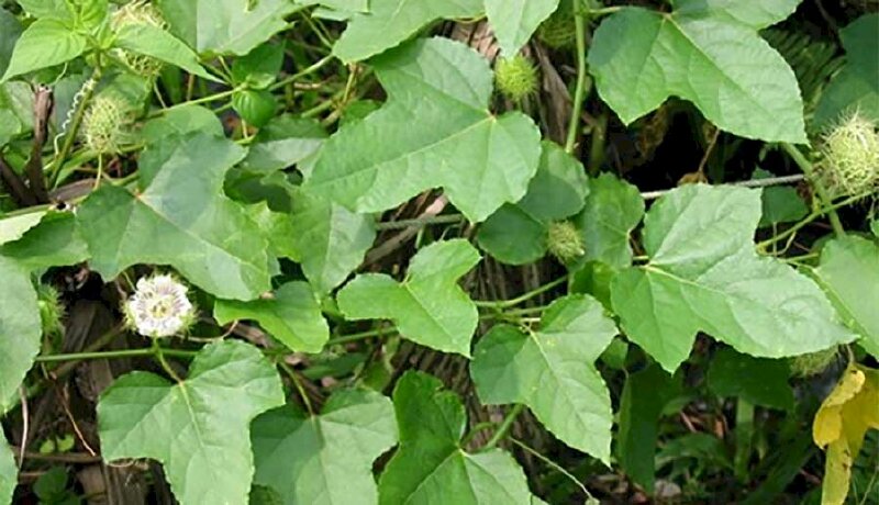 Hình ảnh cây lạc tiên hay còn gọi là cây chùm bao, cây nhãn lồng mọc là cây dây leo, thường thấy ở nhiều vùng quê Việt Nam