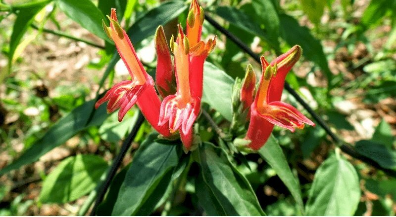 Hình ảnh hoa bìm bịp có màu đỏ chót