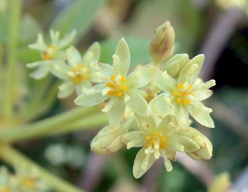 Ảnh hoa bơ có màu trắng xóa xinh đẹp dưới nắng