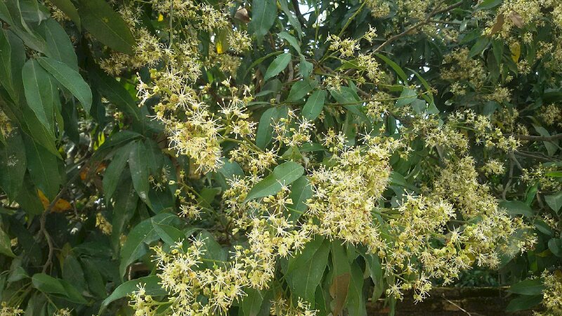 Ảnh cây nhãn vơi những chùm hoa trắng xinh xắn báo hiệu mùa nhẵn sắp đến