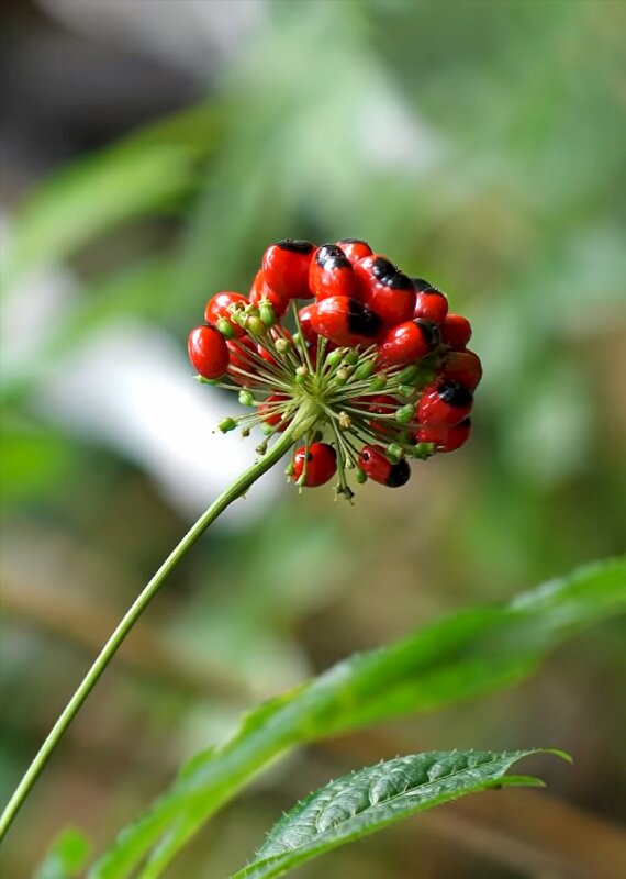 Hoa sâm ngọc linh giúp hỗ trợ trị liệu cho bệnh nhân ung thư