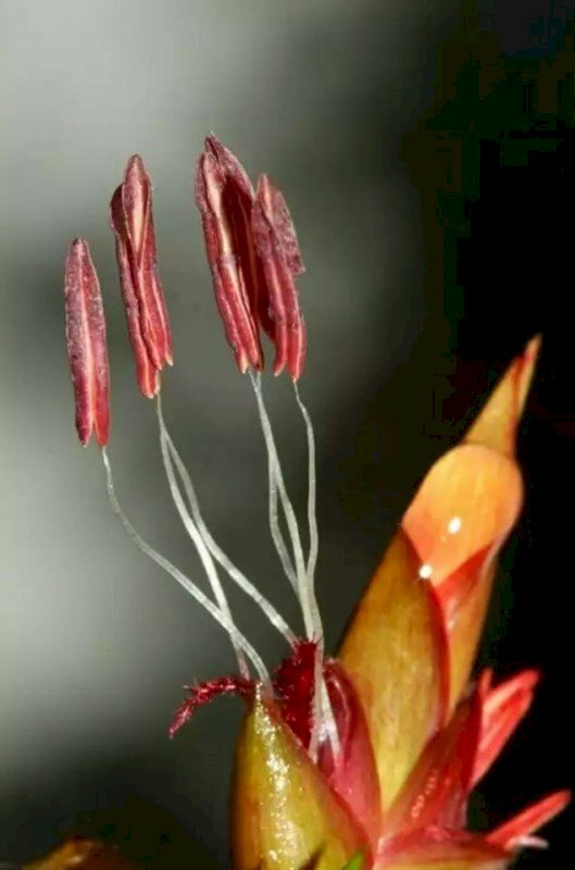 Hình ảnh hoa của cây tre mù đỏ tuyệt đẹp