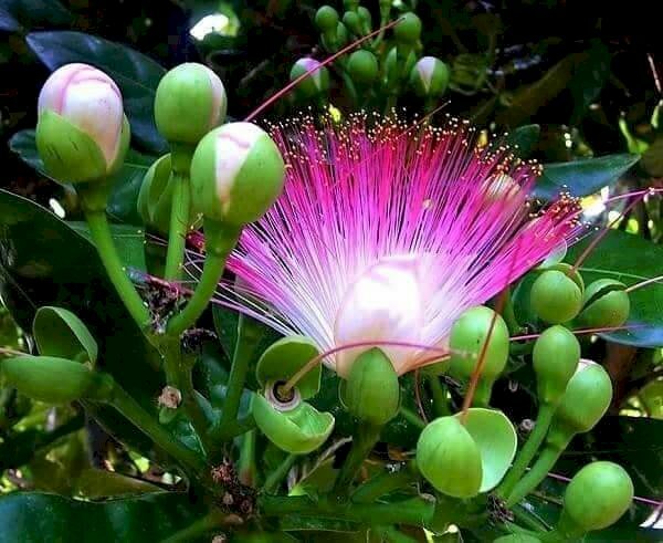 Hình ảnh hoa của cây bàng tuyệt đẹp