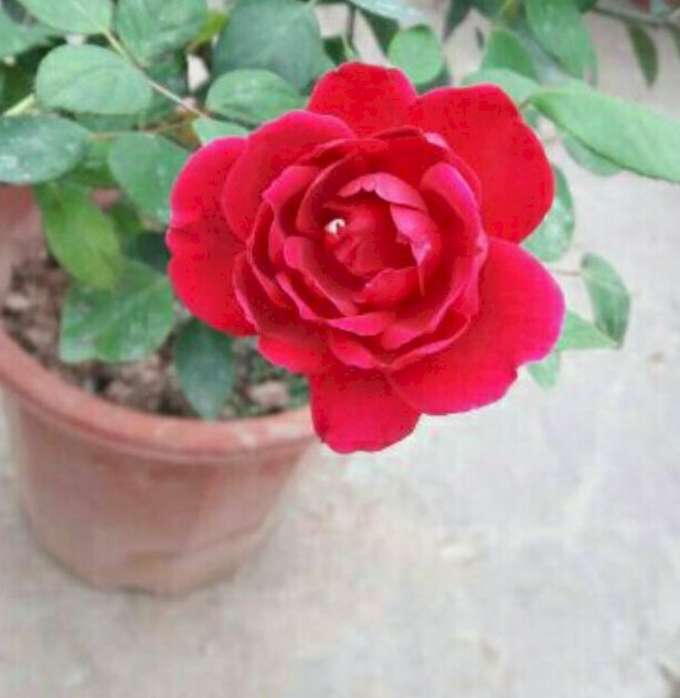 Hình ảnh hoa hồng nhung cổ đỏ rực rỡ khoe sắc