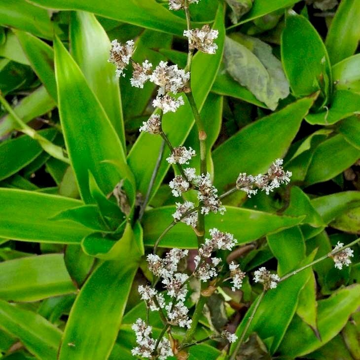 Hình ảnh lược vàng mọc thành chùm có màu trắng