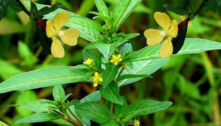 Hình ảnh hoa rau mương có màu vàng mọc gần ngọn cây