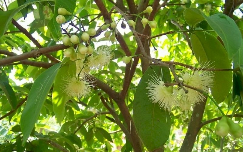 Hình ảnh cây mận (cây roi) cho hoa có màu trắng