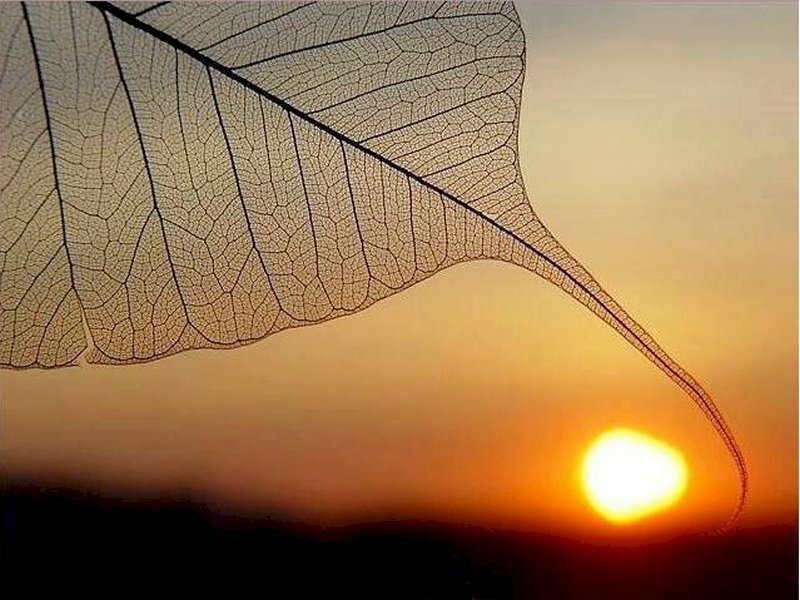 Hình ảnh lá bồ đề đã được tạo hình tuyệt đẹp dưới hoàng hôn