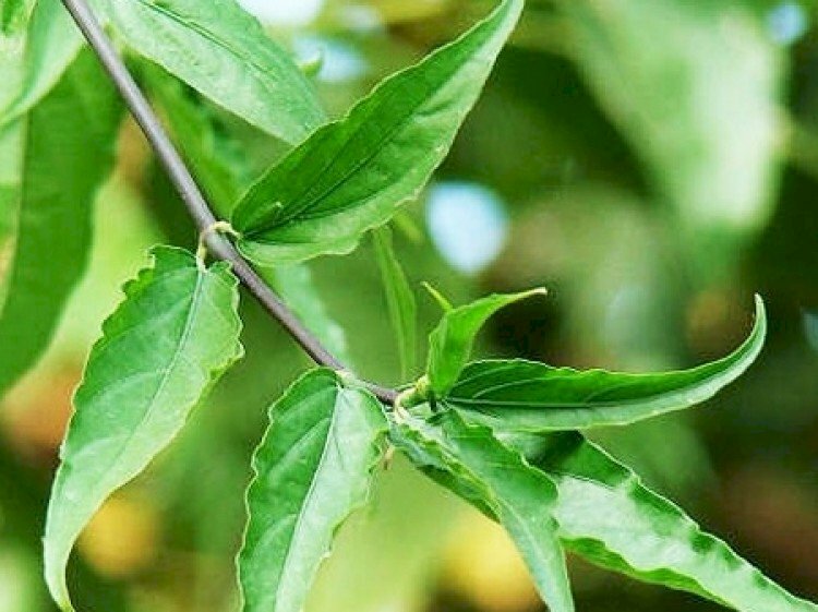 Hình ảnh lá cây bìm bịp hay còn gọi là cây dương khỉ, công cộng