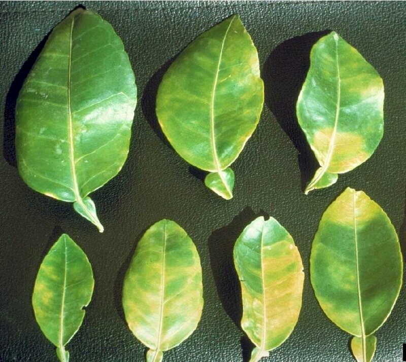 Hình ảnh lá bưởi xanh và lá bưởi bị vàng