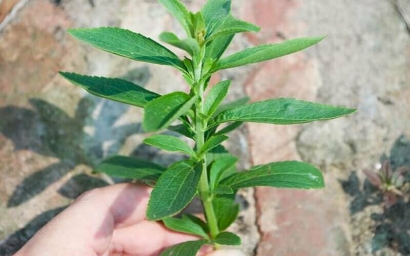 Ảnh lá cỏ ngọt lung linh dưới nắng