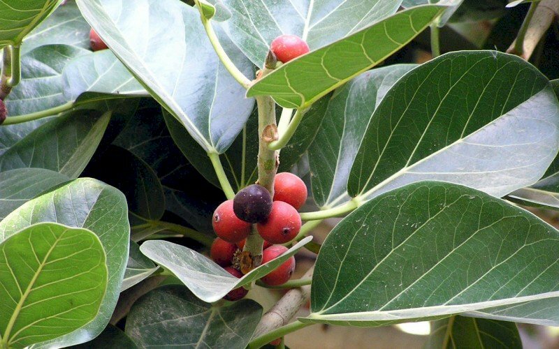 Hình ảnh màu xanh lá cây của lá cây bàng cùng những quả đỏ lấp ló trong tán