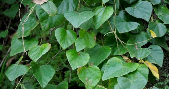 Hình ảnh lá cây đau xương là loại thực vậy dây leo, cành lá rủ xuống