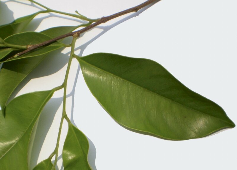 Hình ảnh lá cây dó bầu có mùi thơm rất đặc trưng